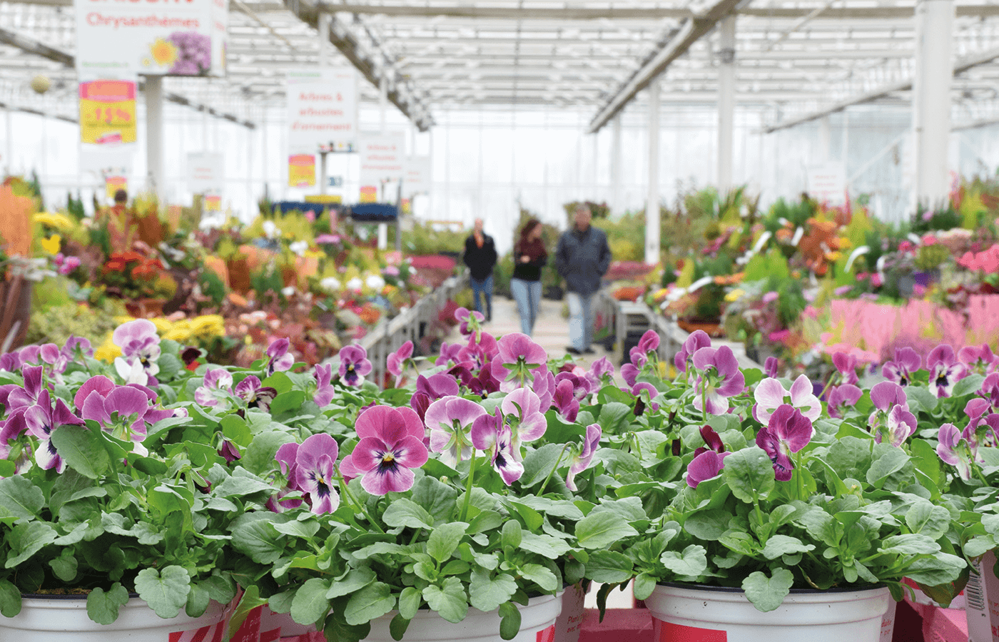 Décor Jardin à Champenoux (54) Production Horticole Lorraine