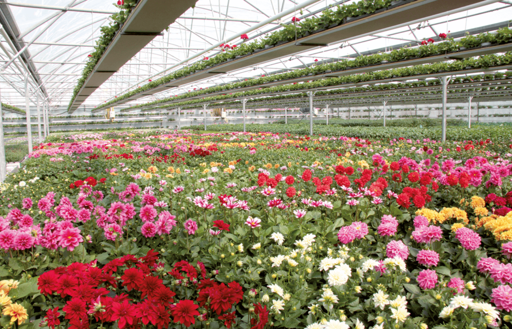 Archives des Plantes d'extérieur - Décor Jardin Champenoux